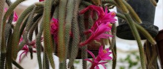 Caring for aporocactus at home