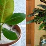 banana tree care