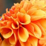 Caring for dahlias in the fall (preparing for winter)