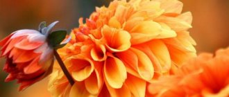 Caring for dahlias in the fall (preparing for winter)