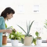 Caring for indoor plants and flowers