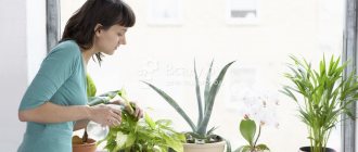 Caring for indoor plants and flowers