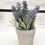 Caring for lavender in a pot at home - tips and tricks