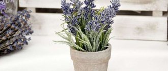 Caring for lavender in a pot at home - tips and tricks