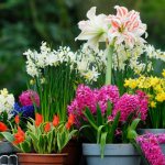 Caring for bulbous flowers