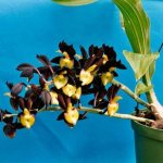 catasetum orchid care