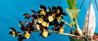 catasetum orchid care