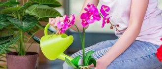 orchid care in winter