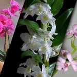 caring for orchids in autumn and winter