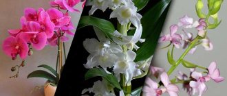 caring for orchids in autumn and winter