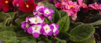 Find out how to transplant violets correctly and your plant will begin to bloom profusely! Step-by-step instructions for transplantation 