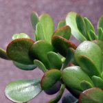 Crassula foliage contains quite a high amount of arsenic