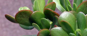 Crassula foliage contains quite a high amount of arsenic