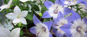 People gave a flower called campanula the romantic name “bride and groom”