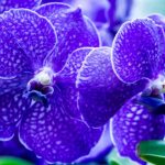 In nature, a prominent representative of blue orchids is the Vanda variety