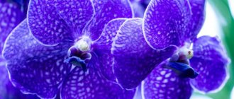 In nature, a prominent representative of blue orchids is the Vanda variety