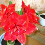 In winter, hippeastrum pleases with a beautiful inflorescence