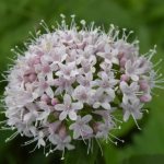 Valerian officinalis