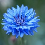 cornflower