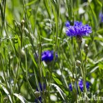 Garden cornflower