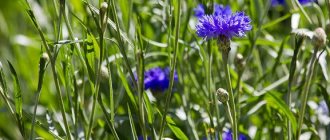 Garden cornflower