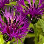 Cornflower - growing in the garden