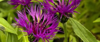 Cornflower - growing in the garden