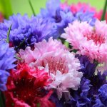 Cornflowers are one of the most beautiful plants in your garden