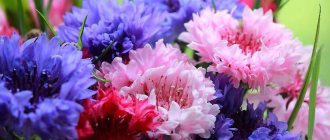 Cornflowers are one of the most beautiful plants in your garden