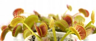 Venus flytrap