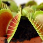 Venus flytrap