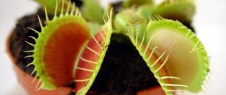 Venus flytrap