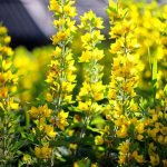 loosestrife