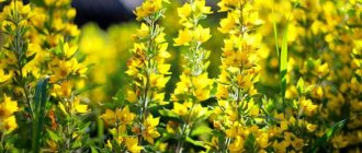 loosestrife