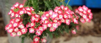 Verbena (85 photos): types, proper care