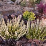 Heather - planting and care in open ground, description of the plant, when is the best time to plant, replanting rules