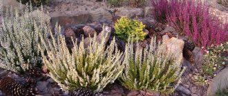 Heather - planting and care in open ground, description of the plant, when is the best time to plant, replanting rules