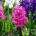 Spring hyacinths look especially attractive thanks to their lush greenery and bright flowers.