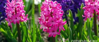 Spring hyacinths look especially attractive thanks to their lush greenery and bright flowers.