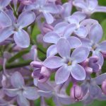 Branch of blooming lilac with a flower of 5 petals