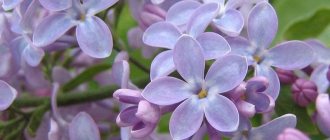 Branch of blooming lilac with a flower of 5 petals