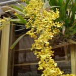 Oncidium species