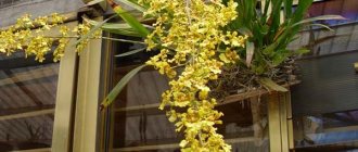 Oncidium species