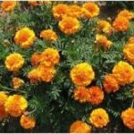 Types of marigolds