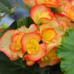 Types of indoor begonia - detailed description of the most popular types with photographs