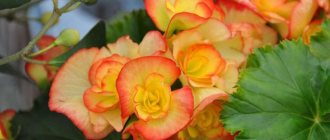 Types of indoor begonia - detailed description of the most popular types with photographs