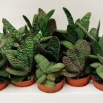 Gasteria species