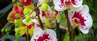 Vitamins for orchids