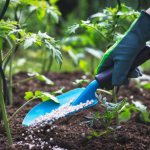 Applying saltpeter at the root