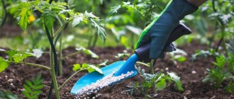 Applying saltpeter at the root